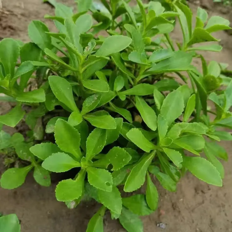 养心菜盆栽食用救心菜高钙菜新鲜可吃养心菜根蔬菜根盆栽