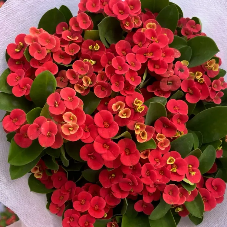 虎刺梅 一盆四颗大苗带加仑盆发货四季开花好单品