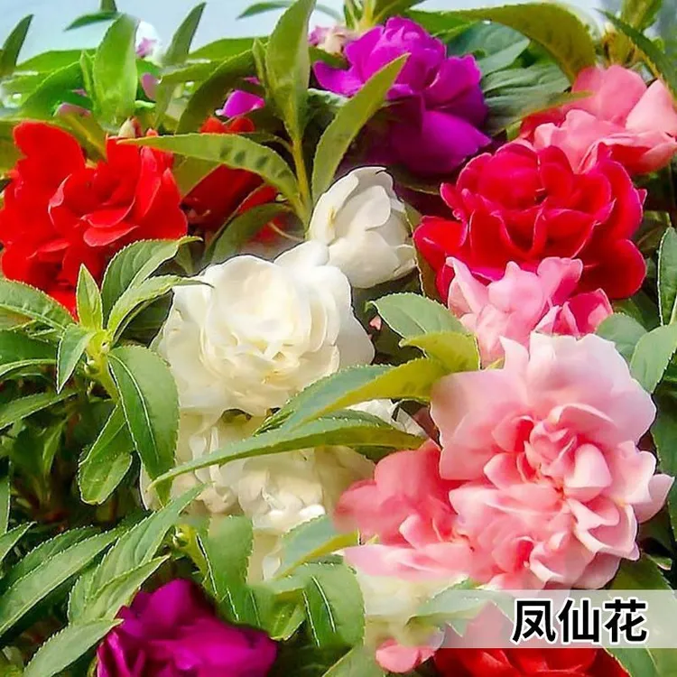 重瓣凤仙花种籽学生实验套餐四季播种开花盆栽室内易活花种籽子孑