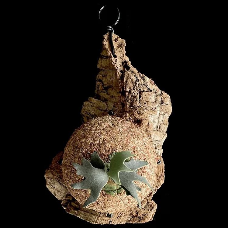 【直播】一物一拍/蕨类植物/热植/软装好物/创意植物