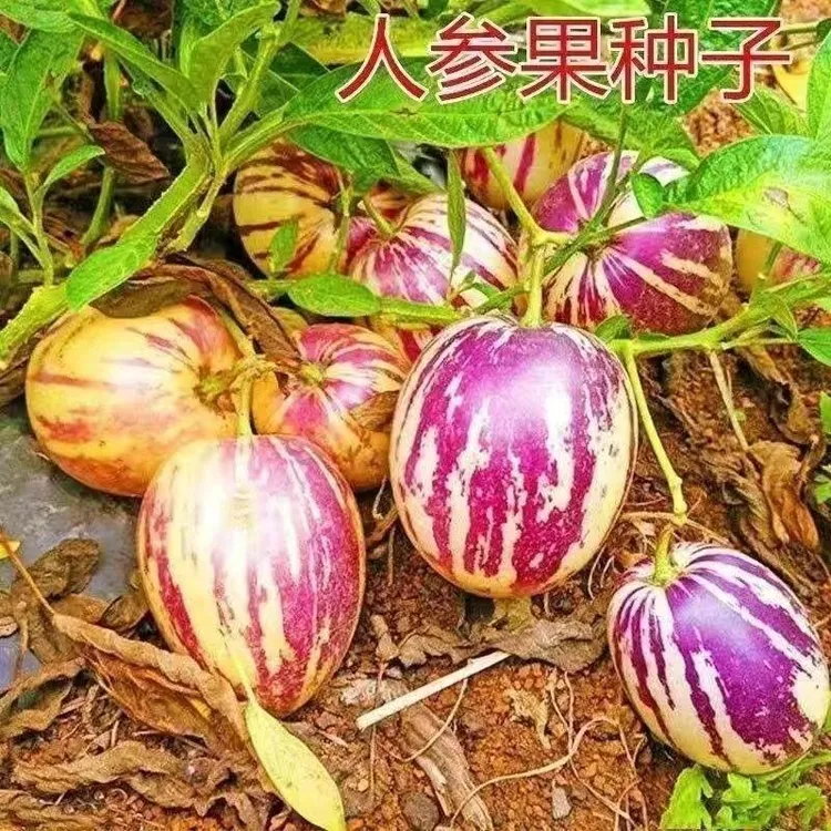 人参果种四季播种稀有色水果种黄心高产亦果亦蔬阳台盆栽