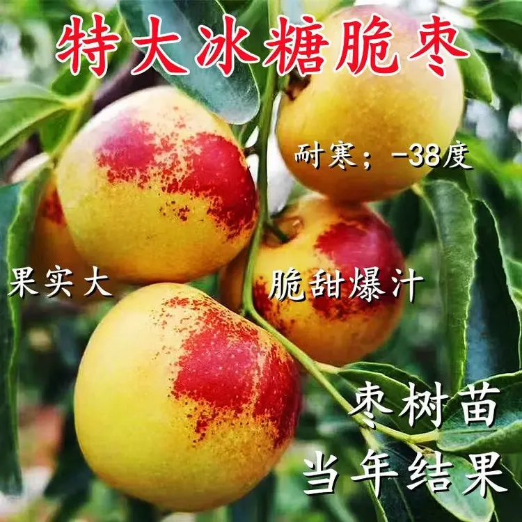 特大冰糖冬枣苗嫁接枣子蓝莓树苗耐寒耐旱盆栽地栽南北方蓝莓树苗