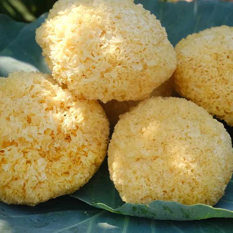 糯耳银耳古田雪耳干货丑耳白木耳糯耳密实送枸杞冰糖出胶率高