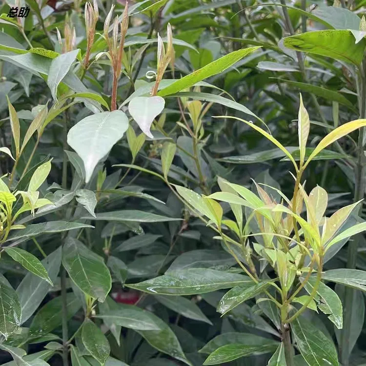 正宗四川小叶桢楠金丝楠树苗别墅庭院大型绿植四季常青园林绿化
