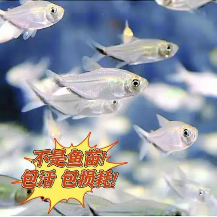 热带鱼黑尾大勾鱼群游鱼南美缸草缸淡水小型好养灯科鱼饲养养殖