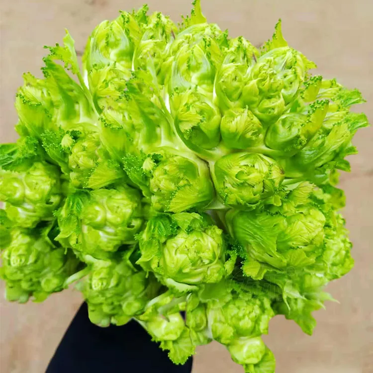 籽种拍三送一四川儿菜种子宝宝菜蔬菜抱儿菜孑菜籽耳菜清香