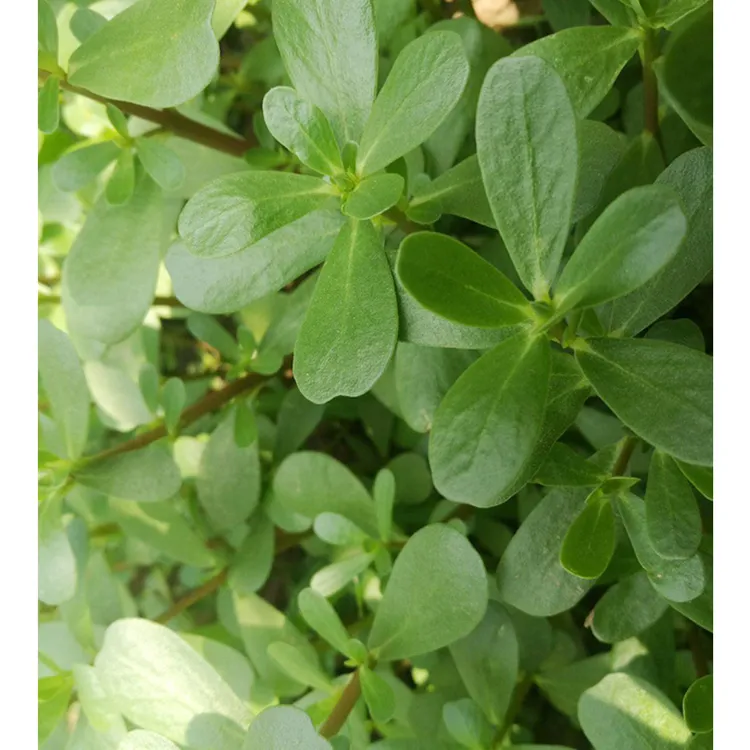 拍三送一马齿苋种子食用菜籽盆栽种植马苋菜种籽播种