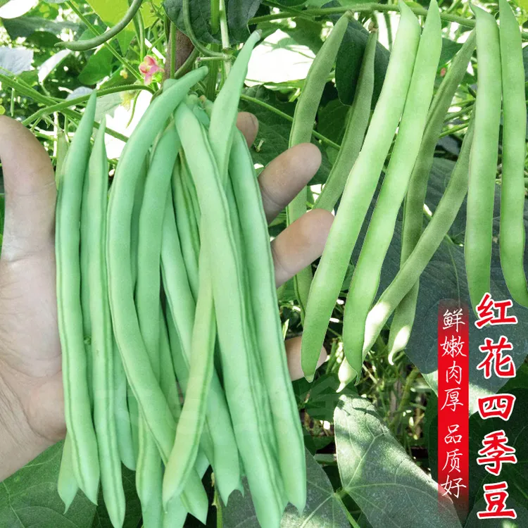 【拍三送一】春秋四季豆、无筋豆、红架豆、白芸豆红金钩家庭种植