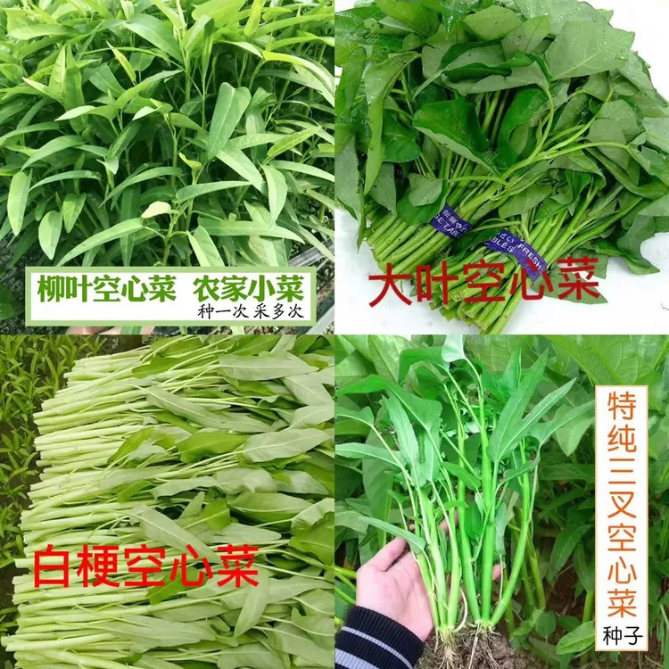 籽种拍三送一空心菜大全/三叉空心菜/大叶/柳叶白梗空心菜种子