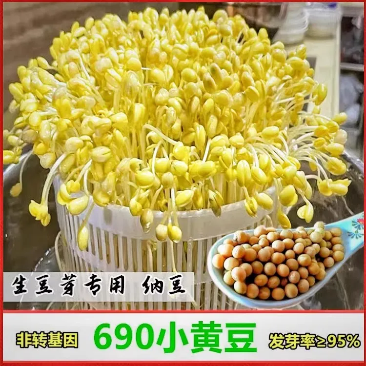 小粒黄豆690发豆芽专用纳豆生豆芽豆农家非转基因珍珠粒小金黄豆