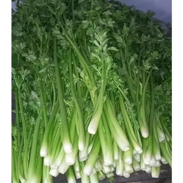 【原产地章丘鲍芹】农家自种蔬菜水果沙拉现刨时令特色新鲜礼盒包邮