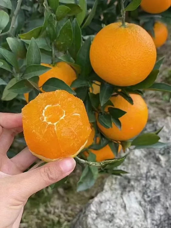 湖北秭归九月红果冻橙