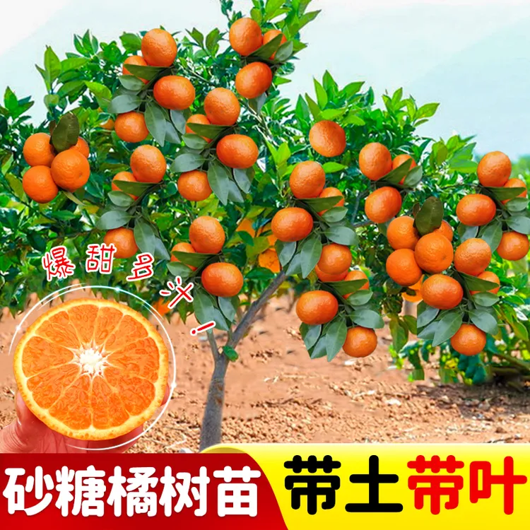 砂糖橘树苗地栽盆栽南方北方种植橘子树苗柑桔果树果苗嫁接砂糖橘