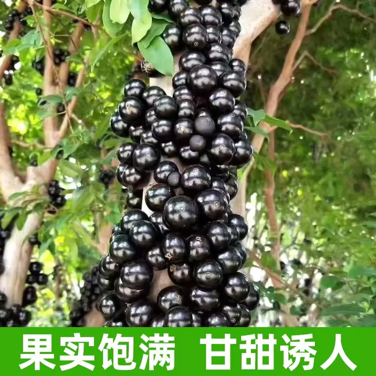 四季嘉宝果树树枝葡萄盆栽地栽南北方种植带土带叶发货