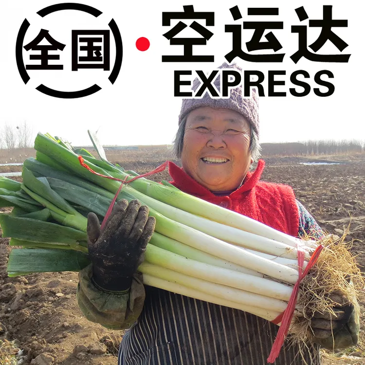 山东大葱5/10斤装正宗铁杆大葱蘸酱甜脆章丘葱健康新鲜蔬菜现挖