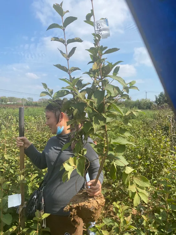 木绣球麻球多分差丛林