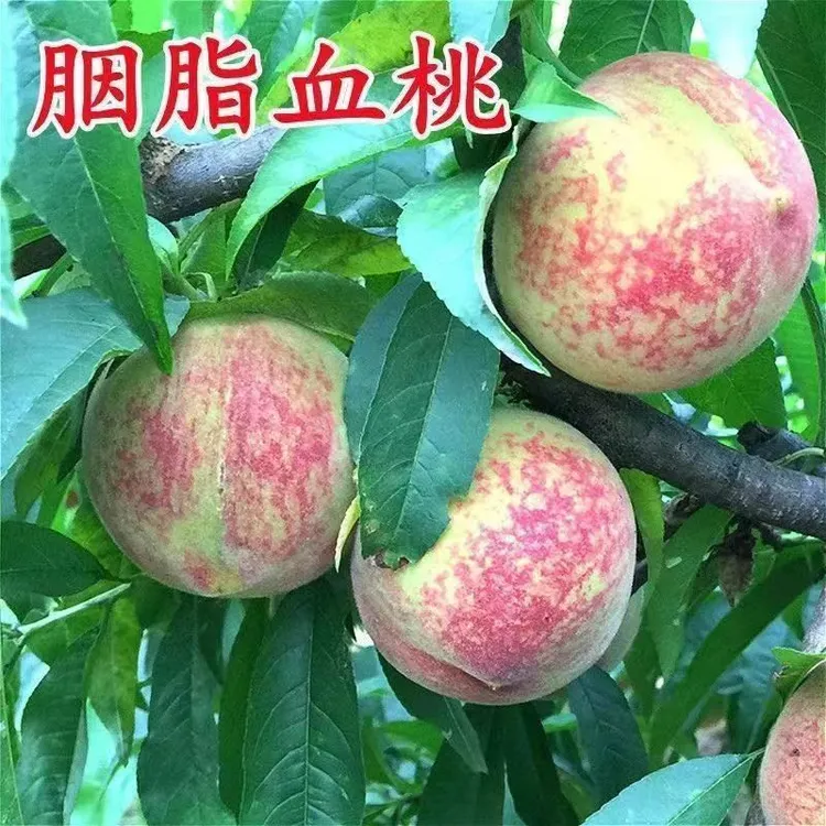 2-3年苗买1送2】新品种早熟胭脂红桃树苗嫁接红肉血桃树苗