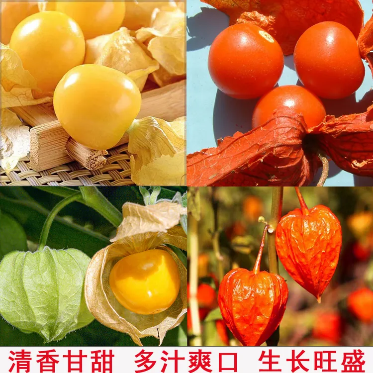 红姑娘黄姑娘种子中药材野生东北皮灯笼果锦灯笼红山新疆包邮