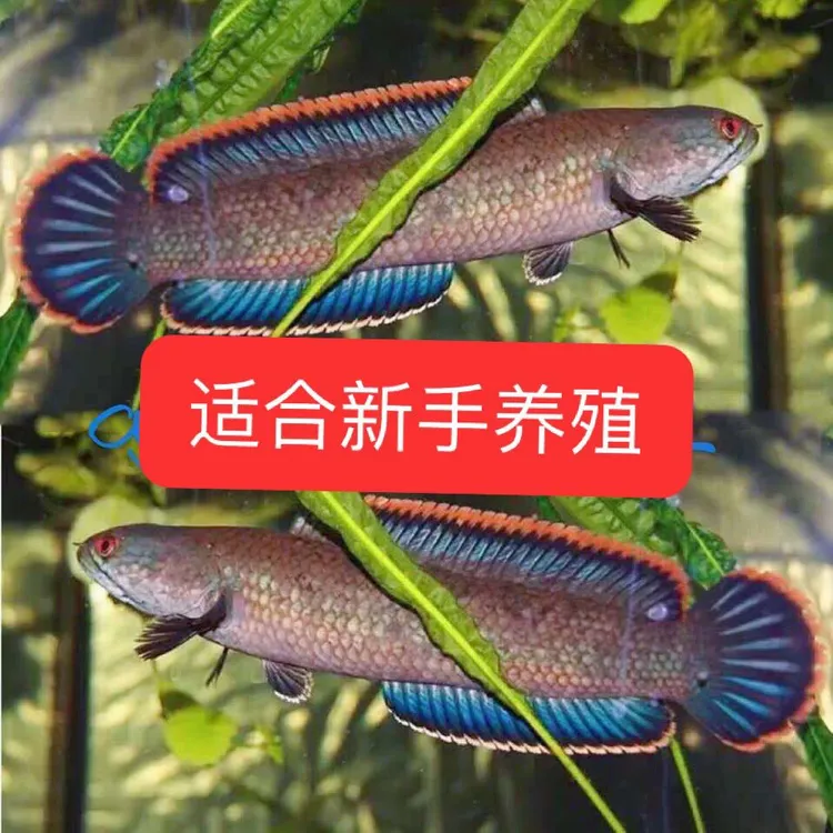 包邮彩虹雷龙混养原生观赏鱼南醴发货淡水鱼彩虹雷龙鱼耐活活体
