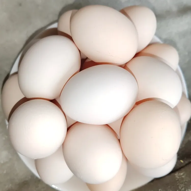 正宗农家散养土鸡蛋赣县区大屋人家农家散养土鸡蛋纯吃谷的土鸡蛋