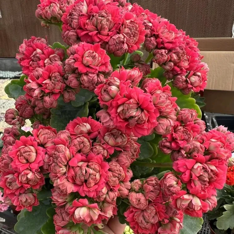 红熙~130大盆长寿花