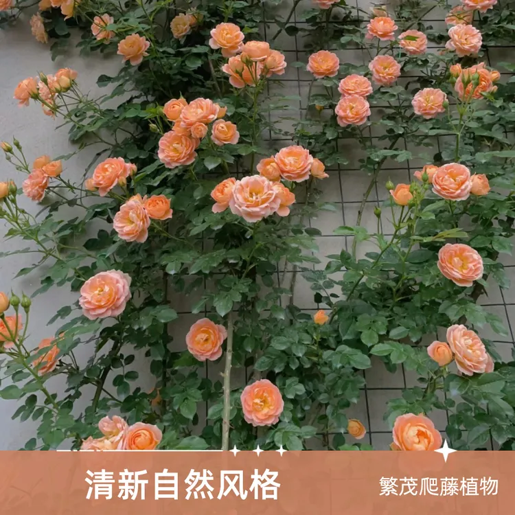 爬墙蔷薇花老桩四季播种开花月季爬藤植物好养室外庭院花卉种子