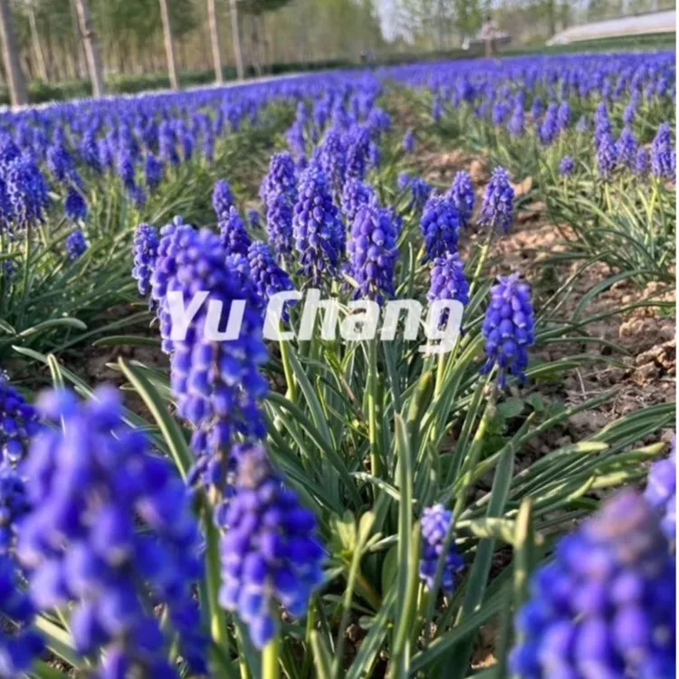 （欲畅园艺）葡萄风信子种球    可盆栽地栽 耐寒多年生