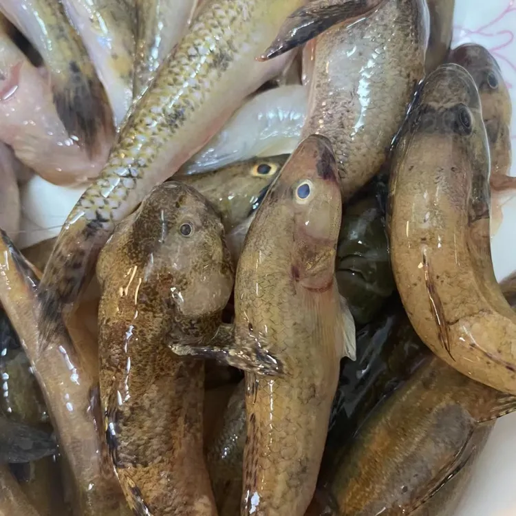海陵岛闸坡镇，野生新鲜笋壳鱼，净重2斤，包邮食用