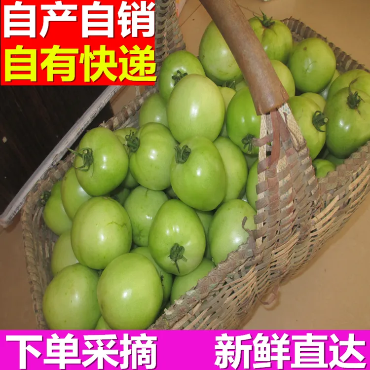 【小田超爱吃粉丝专享】青西红柿新鲜采摘未成熟绿番茄做菜酸爽可口