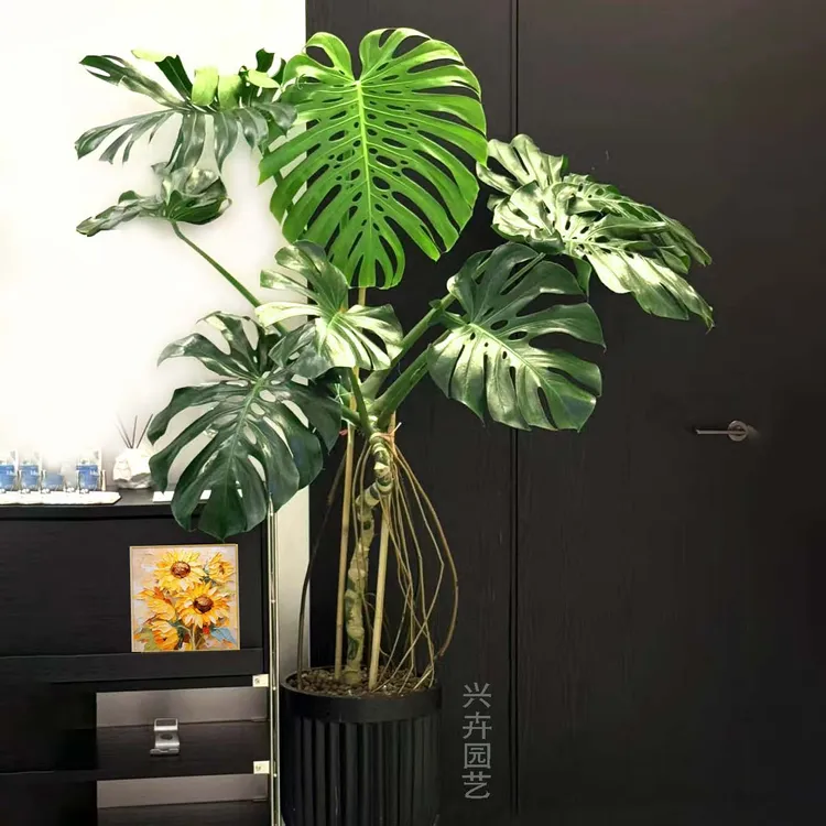 老桩龟背竹大型盆栽多年生植物净化空气吸甲醛北欧风室内客厅绿植