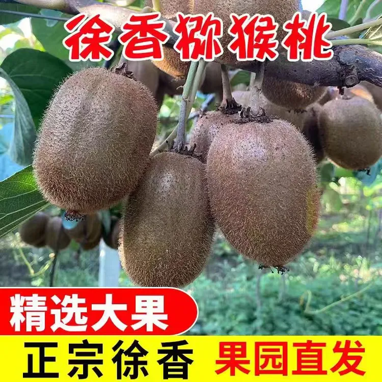 【爱丽自家果园】陕西徐香绿心猕猴桃奇异果应季水果园直发5/10斤装
