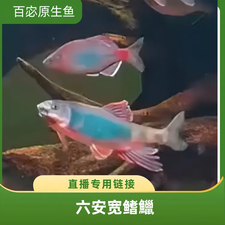 【百宓】六安宽鳍鱲 | 完全发色红腹红鳍、互动性强、群游、可以混养  
