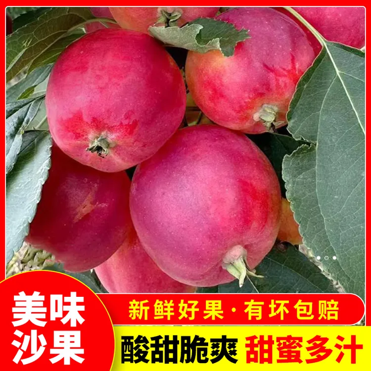 内蒙古沙果大果酸甜可口当季水果人工挑选现摘现发带箱5斤装包邮