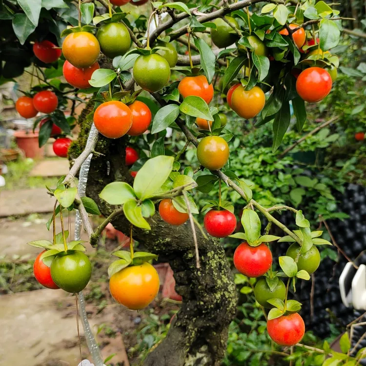 四川小山灌木金弹子素材子。 2025年新鲜素材子