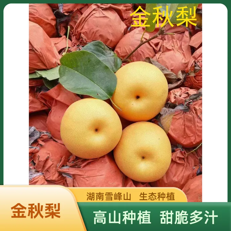 湖南雪峰山正宗金秋梨高山新鲜甜脆多汁5斤/9斤果园精品金黄产自