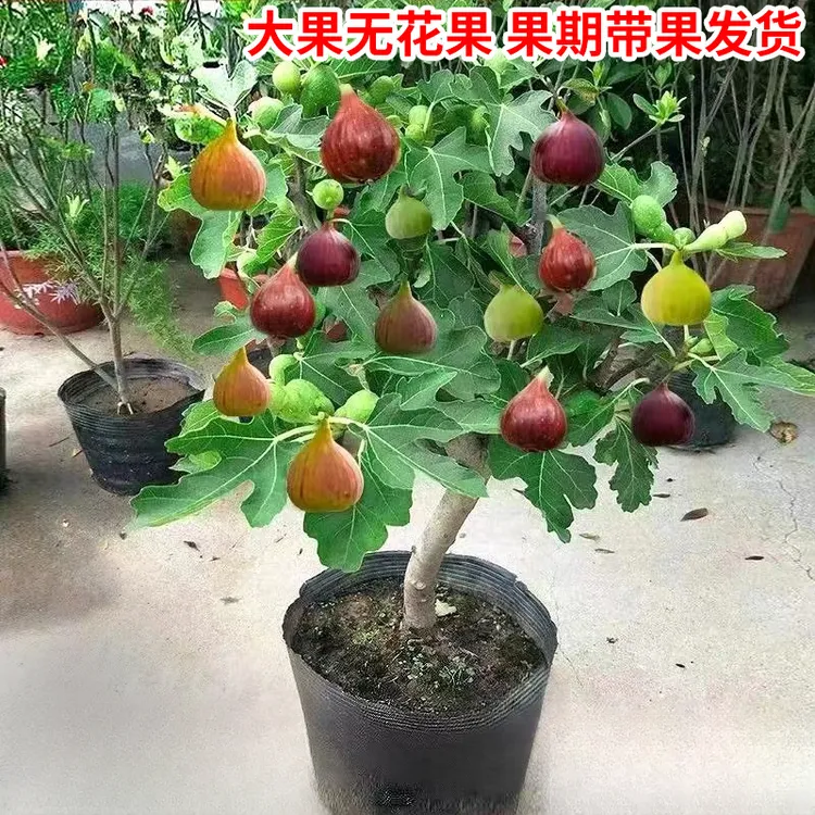 无花果树果苗矮化盆栽特大果波姬红金傲芬斯特拉庭院无花果苗树苗