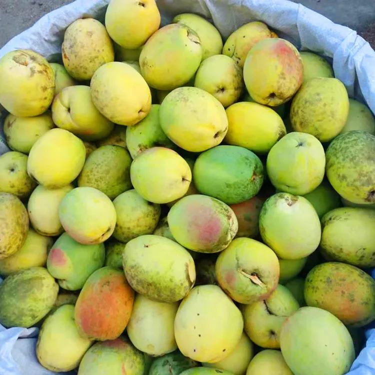 云南特产新鲜老品种酸木瓜正宗产地直发可生吃凉拌还能炖鸡泡酒