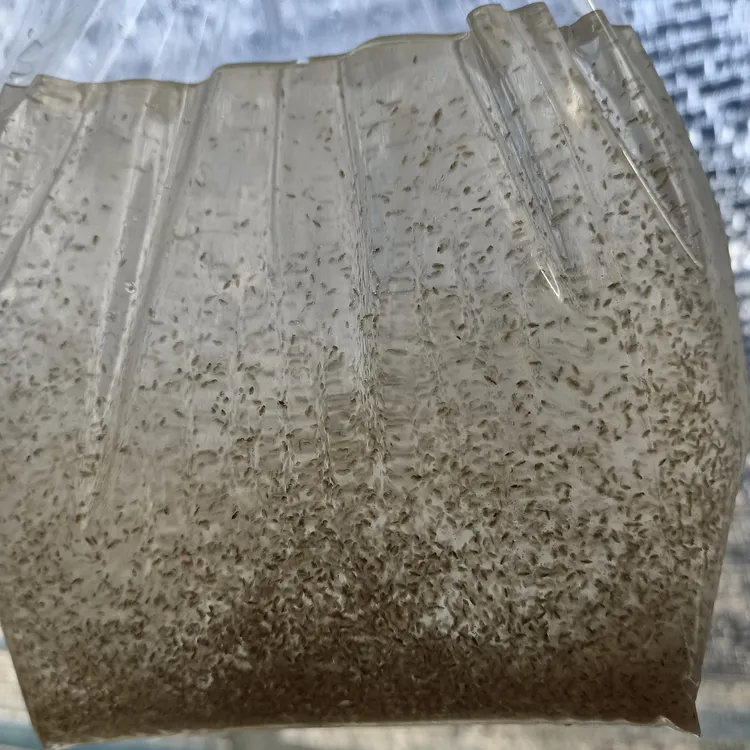 水蚤，蹦蹦虫，青蹦，水珠子，水虱子