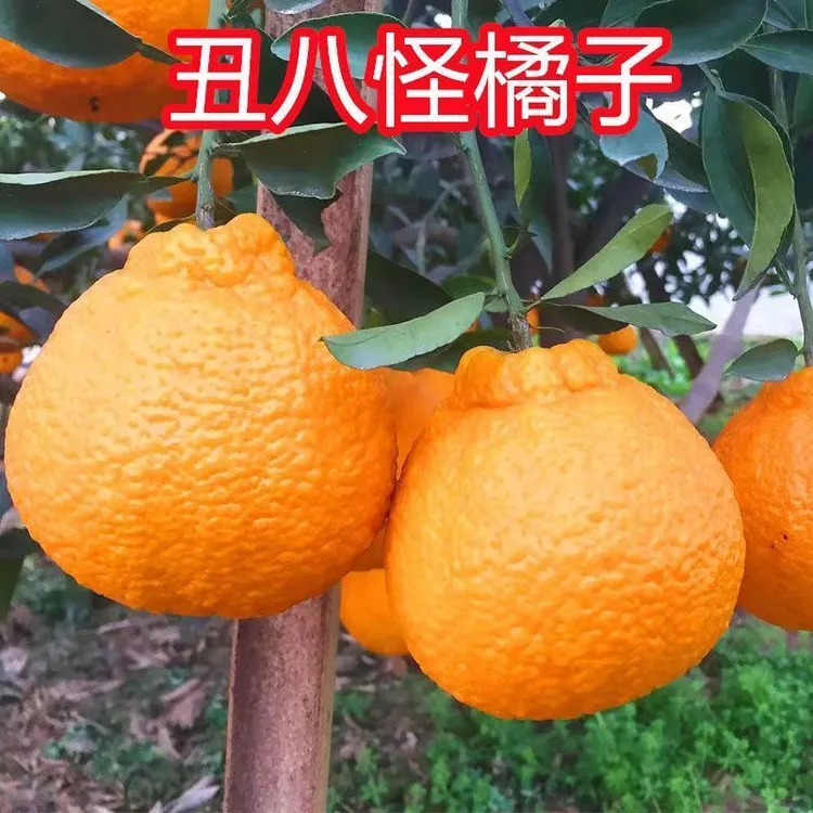 丑橘苗丑八怪橘子苗桔子不知火丑橘树苗椪柑柑苗南北方种植桔子苗
