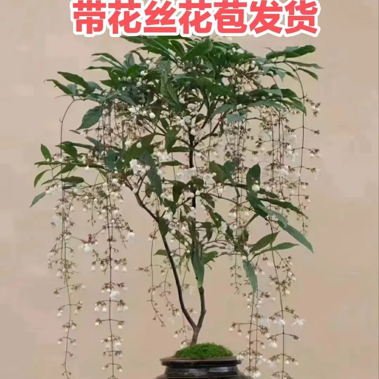 泰国垂丝茉莉白玉蝴蝶室内客厅好养观赏盆栽网红花卉