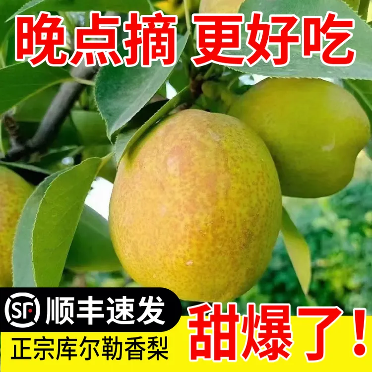 【顺丰产地直发坏果包赔】新疆正宗库尔勒香梨香甜无渣皮薄新鲜多汁商品图