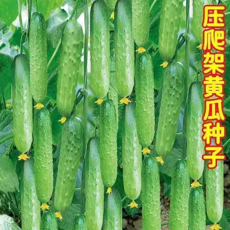 春秋强雌甜黄瓜种子满地爬压塌架早熟青皮绿肉高产四季水果黄瓜商品图
