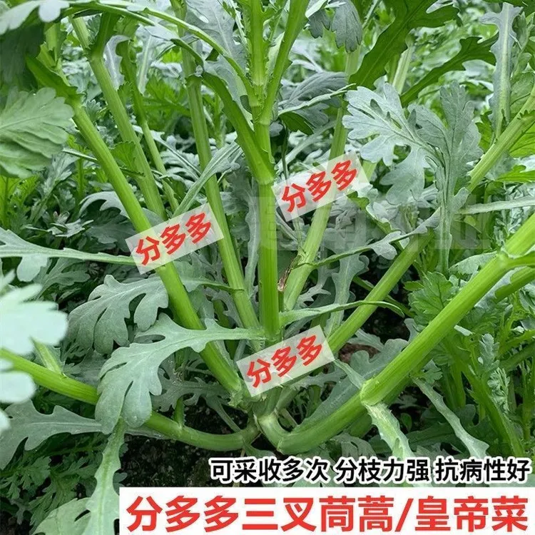 分多多三叉茼蒿皇帝菜味道更浓高产青菜种掐了发耐寒当季新种