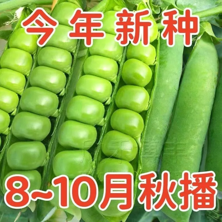 甜豌豆种子水果型甜脆可生吃菜豌豆大荚青豆甜豌豆尖四季播蔬菜籽