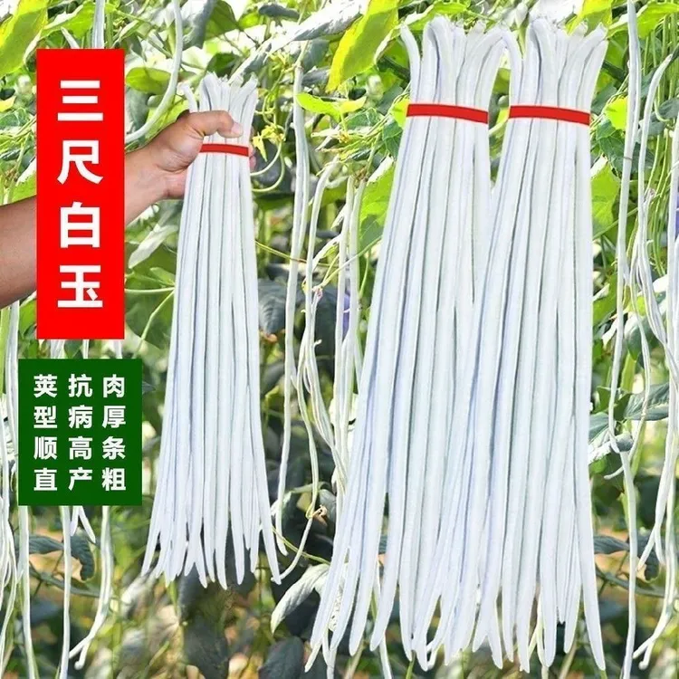 三尺白玉豇豆种子白豆角大白条长豆角种籽高产春秋播种农家蔬菜商品图