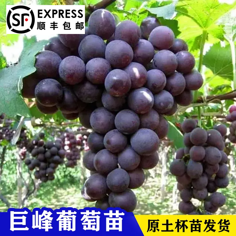  葡萄树苖大巨峰葡萄苗爬藤阳光玫瑰葡萄树苗北南方庭院阳台种植