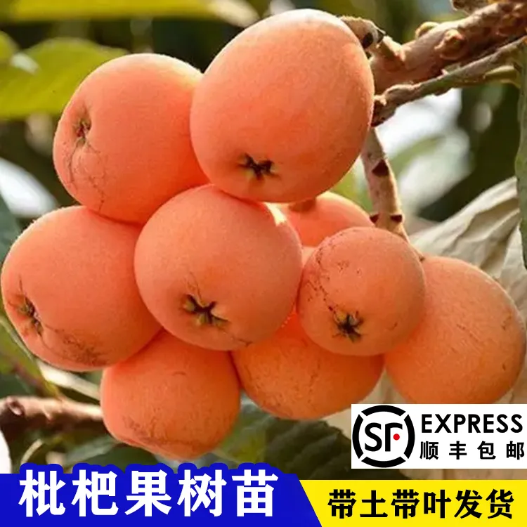 枇杷树苗南方北方种植琵琶苗盆栽地栽水果树苗枇杷苗当年结果果苗
