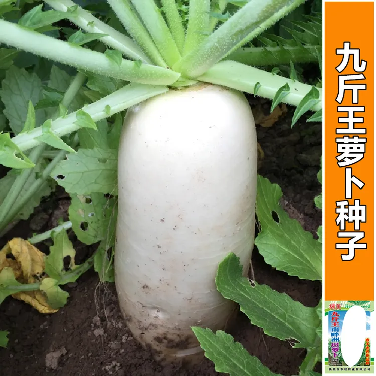 九斤王特大萝卜种子春不老晚白萝卜种籽秋季四季蔬菜子籽种秋冬季