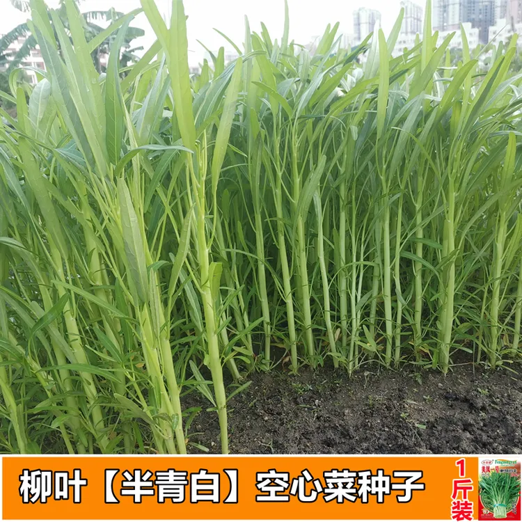 美凤一号空心菜种子四季柳叶半青白高产正小叶通心菜种籽蔬菜种孑