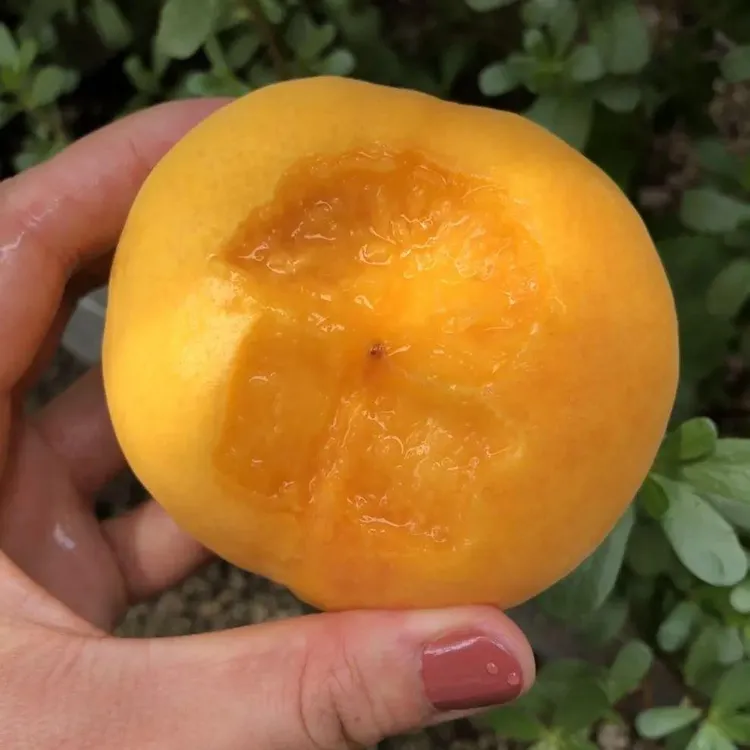 正宗山东蒙阴黄金蜜桃 现摘现发纯甜新鲜软脆两吃多汁净重3/4.5斤